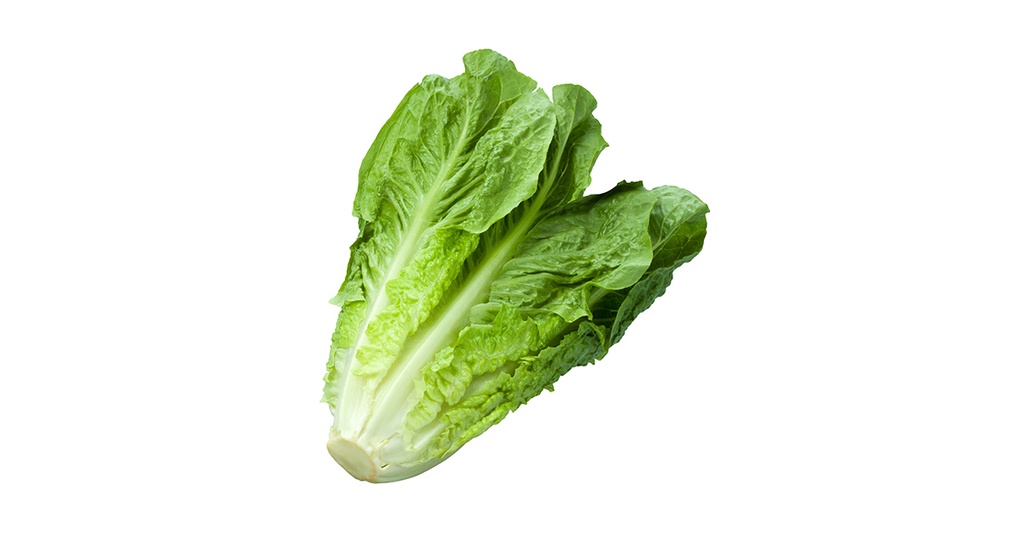 SALADE ROMAINE (U) - الخس الروماني
